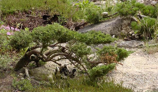 JapG_Junip-sab-tam 15